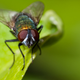Illustration for article titled 294 Creepy Crawly Bug Wallpapers
